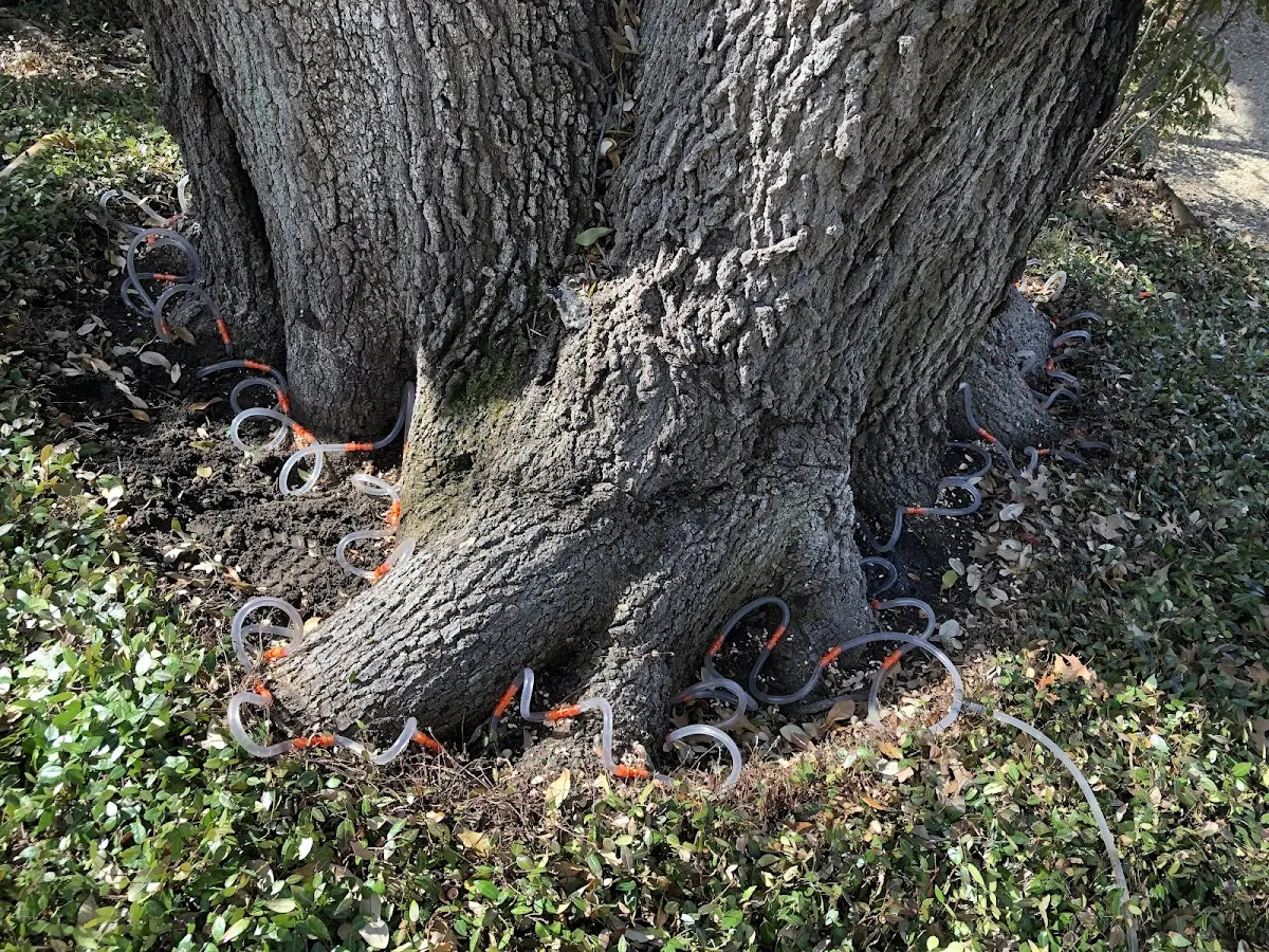 Detailed Tree Cabling and Bracing job site in Severna Park